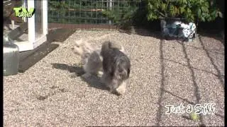 Just a Sniff - Petit Chien Lion - Leeuwhondje - L&ouml;wchen #04