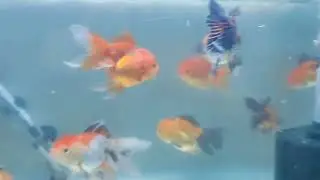 Gold Fish - Imported Quality Lion Head Oranda, Size 3-4inch, Full Gold, Black, Bicolour & Tricolour