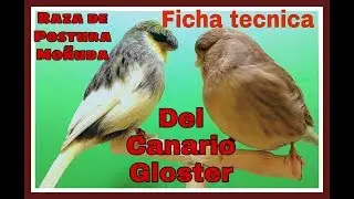 Gloster ficha tecnica y estandar canario de postura lisa moñuda