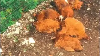 Rhode Island Red. Backyard farming 