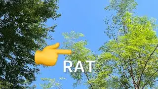 Nevla vs Rat Chase 😱 | You Won&rsquo;t Believe Who Won in the End! 