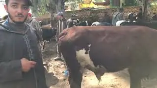 بيع العجول صالحين للعيد في سوق سيدي اليماني عندوا المليح العجول موجودين في الكوري ويقوم بالتوصيل