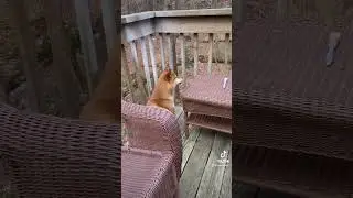 I howl as soon as I hear the sound of a police car. our Shiba Inu gene is the closest to wolves.