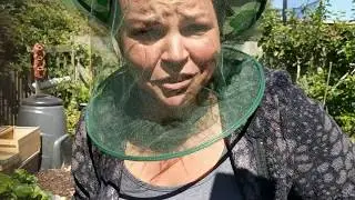 Adventures in bee wrangling
