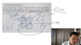 Bio 1 - incomplete dominance