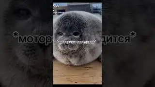 #seal #моизайки #cute #пустьзалетит #edit #animals #мем #люблювас #мемы