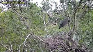 A punt de volar. Escalfant motors. Bernat pescaire del Parc del Foix
