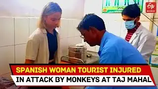 Monkey Bite at the Taj Mahal : Spanish woman tourist injured in attack by monkeys at Taj Mahal