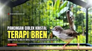suara burung CIBLEK GACOR NGEBREN Pancingan Ciblek Semi bahan jadikan ciblek kristal gacor Tarung