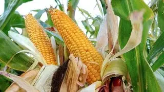 Cash crops 🌻🍀🫐🥥🌽🫘🥜🫚🥦🫛🧄🥬🫚🥔