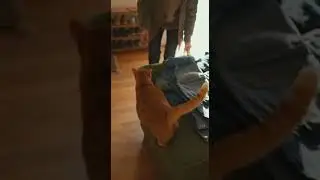😹 🐈 Fat Cat falls off sofa seeing Soldier! Unexpected jump shocks everyone