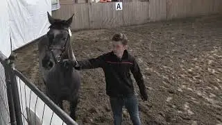 SAINT LOUIS (Larius Star - Santa Fe V/ Quaterback - Spartakus) 2 yo stallion