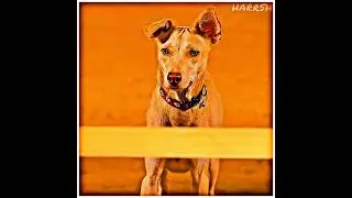 dog's help each other|| #dogs #dogshorts #doglife #emotionalstatus #shortvideos #viral #love