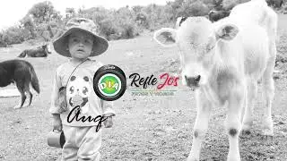 preparación de queso natural - ordeñado de vacas -leche fresca,en la sierra peruana .