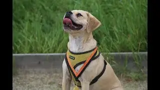 Gatsby - Puggle - 4 Weeks Residential Dog Training
