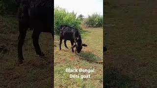 Black Bengal Desi goat video#shortsvideo #ytshorts