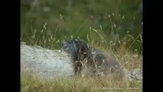 Queyras ,Marmottes :  Hautes-Alpes