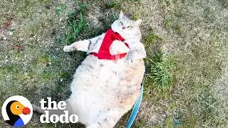 Enormous 30-Pound Cat Who Couldn't Even Walk Loses Over 20 Pounds | The Dodo