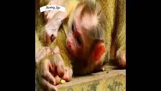 Adorable newly baby monkey  Lucie and mom luna