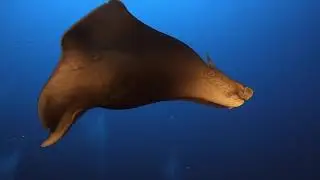 hd Diving on Isola de Ustica  - sept 2021