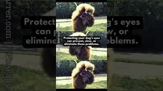Dog Eye Health & Safety- Why My Dog Wears Glasses #dogmomlife #dogcare