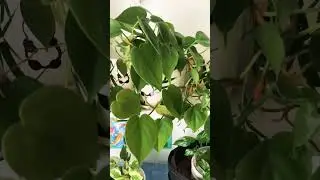 You need to plant this Heart Leaf Philodendron Pothos #airpurifier #florgenargue #growingwithflor