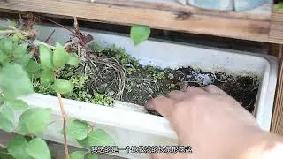 园艺师教你，铁线莲怎么养，这可能是关于它，最简单易懂的教程了