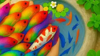 Catching Rainbow Freshwater Fish in the Canal &ndash; Crayfish, Eel, and Giant Pond Snails!
