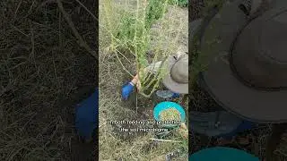 Planting Vining Peas