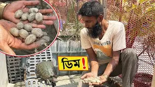 কচ্ছপ ডিম দিলো