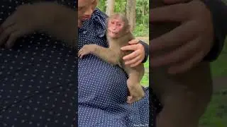 Stump Tail Baloo Reaction #monkey #abandonedmonkey