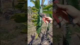 Pruning dragonfruit garden #dragonfruit  #pruning pru