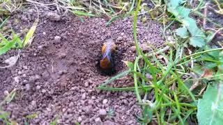 Andrena fulva grabend