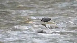 Sequim Wigeons and the Dungeness River