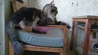 О чем Он  Думает?🌲🔥🐯 🏠#подпишись #cat #cats #catvideos #catshorts #cartoon 