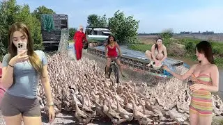 ducks run to distant lands when crossing the winding bridge like a flock of birds flying in the sky