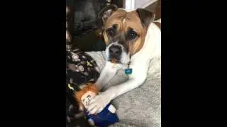 Murphy meets The Dognald!  #BarkShop #TheDognald