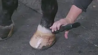 CS-Pro VET Video Tutorial - Equine - Coffin Joint