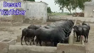 kundhi buffaloes || kundhi buffalo || Banni buffalo || sindhan buffalo