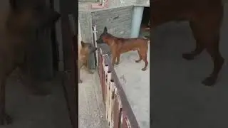 cani Ringhiano ma quando si apre il cancello diventano docili