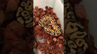 Pastel Yellow belly ball python from clutch 3 fresh shed!!