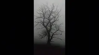 [Free] roid x west coast type beat (poison tree)