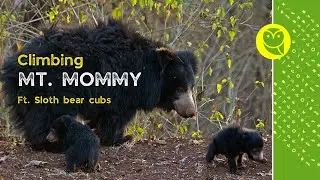 Climbing Mt. Momma | Sloth bear and cubs #shorts