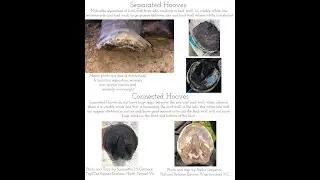 Explanation of Mechanical Hoof Separation