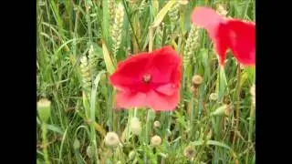 WW1 centenary video