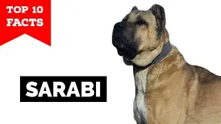 Sarabi Dog - Top 10 Facts