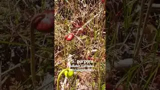 Bug eating pitcher plants