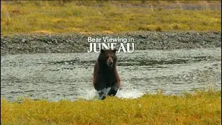 Juneau Bear Viewing with Wild Coast Excursions