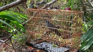 Trinca ferro javali largou uma fêmea em aurora do Pará 
