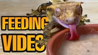 FEEDING MY PET GECKOS! (Tokays, Crested geckos, leachianus and more!)